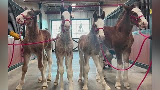 Four new baby Clydesdales born at Anheuser-Busch ranch