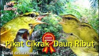 suara pikat burung cikrak daun/ pare-pare ribut