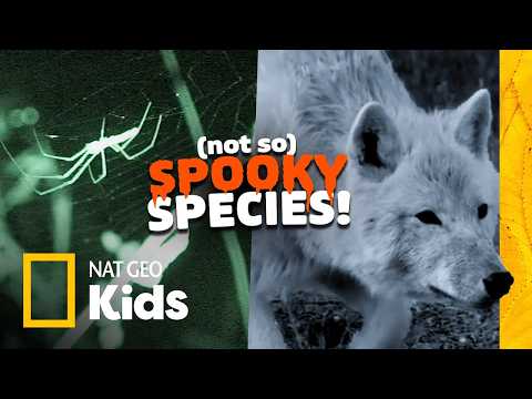 Halloween Animals in REAL Life! 🎃 Learn some Fun Facts about Bats, Spiders, and Owls! | Nat Geo Kids