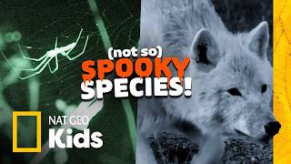 halloween animals real life learn some fun facts bats spiders