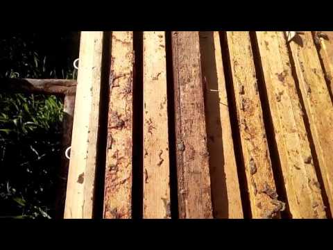 ფუტკრის რძე ფეფე