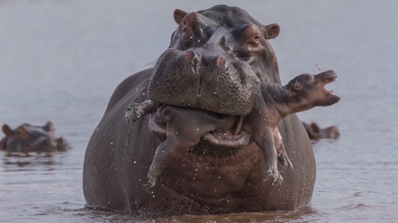Worst Animal Parents In The World YouTube