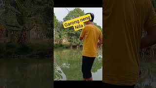 Garong nila di Rawa sendiri || Susah di pancing