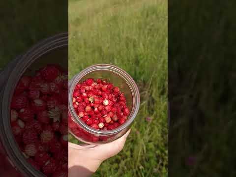 #земляника #уральская #природа