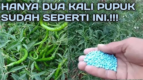 DENGAN PUPUK INI CABE KE DUA BERBUAH LEBAT || Pemupukan ke dua Agriculture grafting (pertanian)