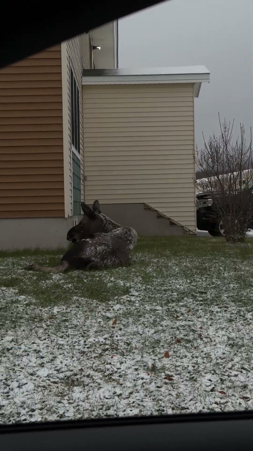 Two Moose Spotted Lounging in the Snow Outside a House
