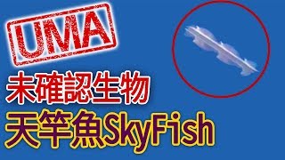 【UMA檔案】天竿魚Skyfish-穿越次元的極速飛行體|飛棍|flying ...