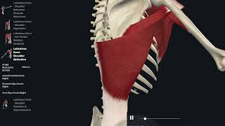 Широчайшая мышца спины. 3D Анатомия.