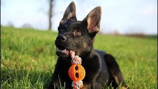 اهم ٥ حاجات لازم تكون عند كلبك ( Most important 5 things your dog needs)