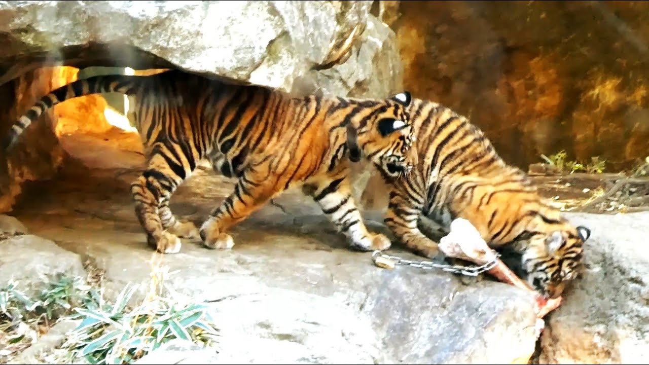 20260104 上野動物園 スマトラトラ 生後6ヵ月の双子の赤ちゃんトラ