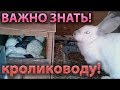 Падеж кроликов найдена причина. Эпидемия - Лпх Дом Велеса - жизнь за городом