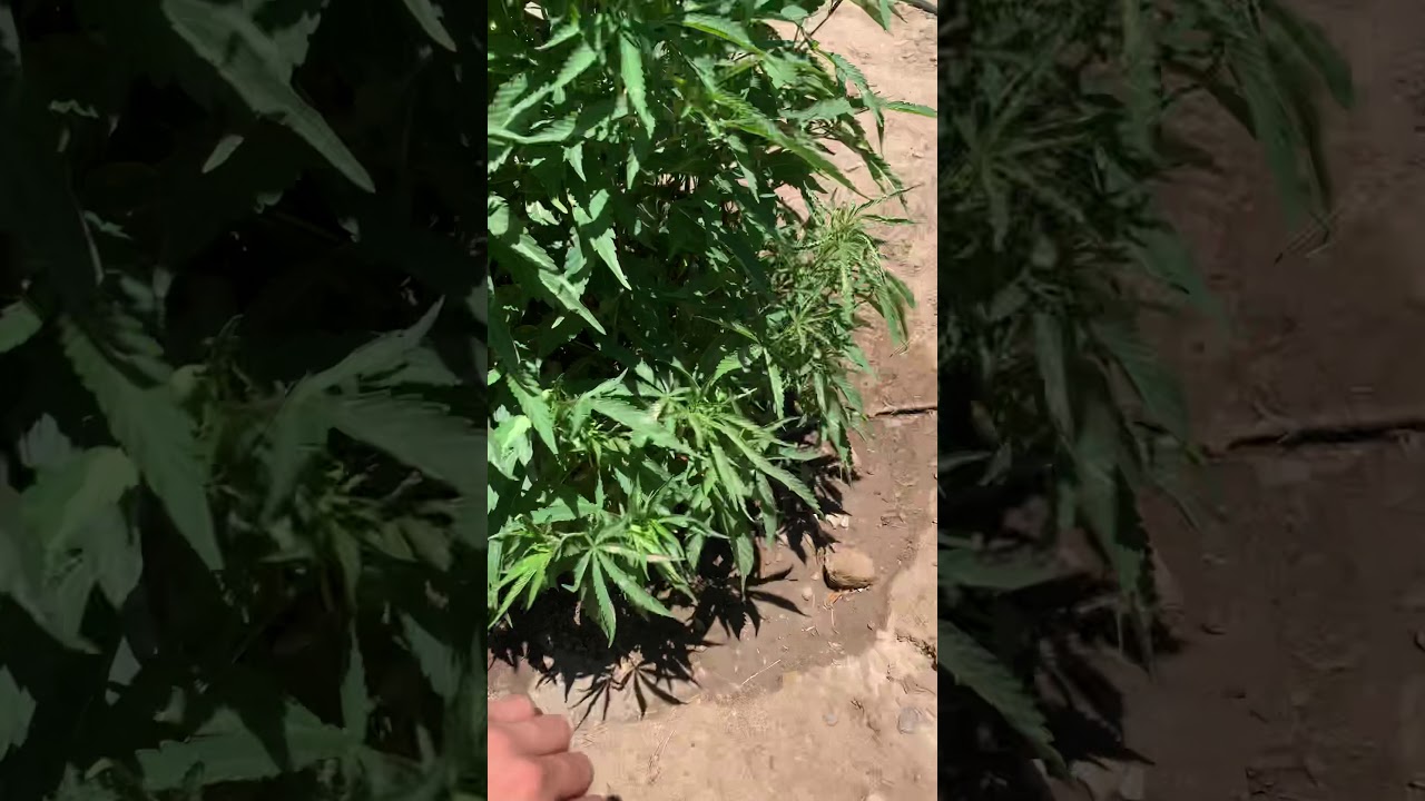 2020 outdoor cannabis grow