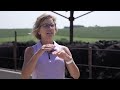 'Not having a voice': Nebraska beef industry weighs in on federal cattle decisions