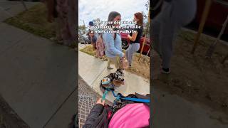 Koda proves that loving people doesn’t mean greeting everyone🩷 #dog #dogs #dogtraining #dogshorts