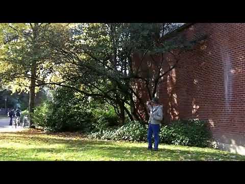 Parney's cotoneaster (Cotoneaster