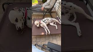 Smokey the Dalmatian Dog Living his Best Life #shorts #dog