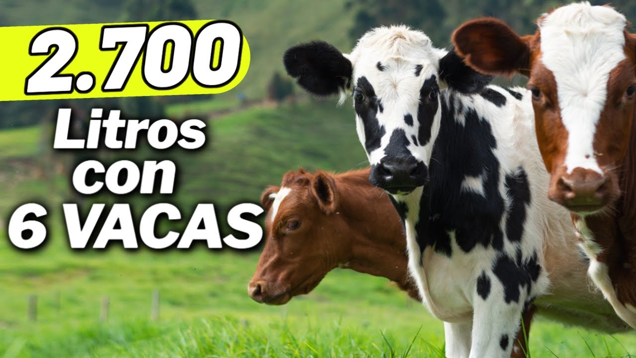 COMO HACER UNA ALTA PRODUCCIÓN DE LECHE CON UN SISTEMA ECONÓMICO - VACAS LECHERAS RENTABLES