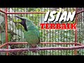 Cucak Ijo Gacor Ngeplong Bongkar Isian Full Muzarab Buat Pancingan Dan Masteran Mp3 - Mp4 Download