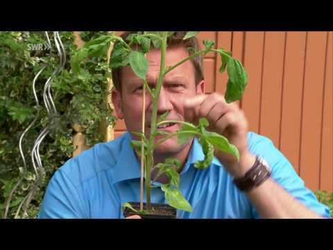Video: Earliana Plant Info – Wie man eine Tomatensorte ‚Earliana‘anbaut