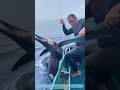 Securing the Sailfish: The Precise Art of Offshore Tag-and-Release**