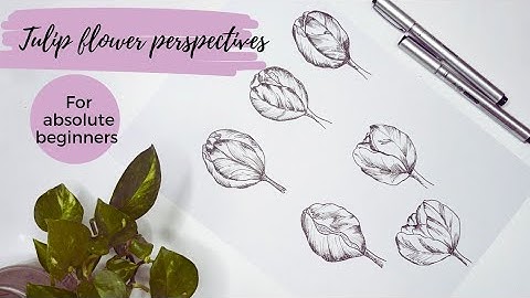 How to draw different tulip flower perspectives.Tulip Flower drawing|sketching.