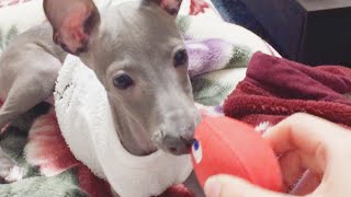 我が家のイタグレが2歳になりました【イタリアングレーハウンド