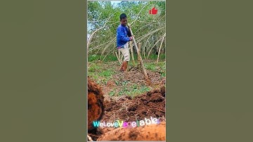 DIY Tree Root Removal: Using a Pipe Tool Effectively | Easy Tree Root Extraction with a Pipe Tools