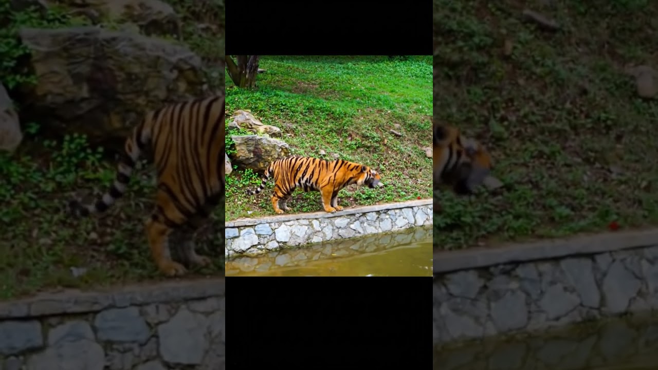 POV: Harimau di Ragunan Mengaum. Tiger roar at Ragunan Zoo 