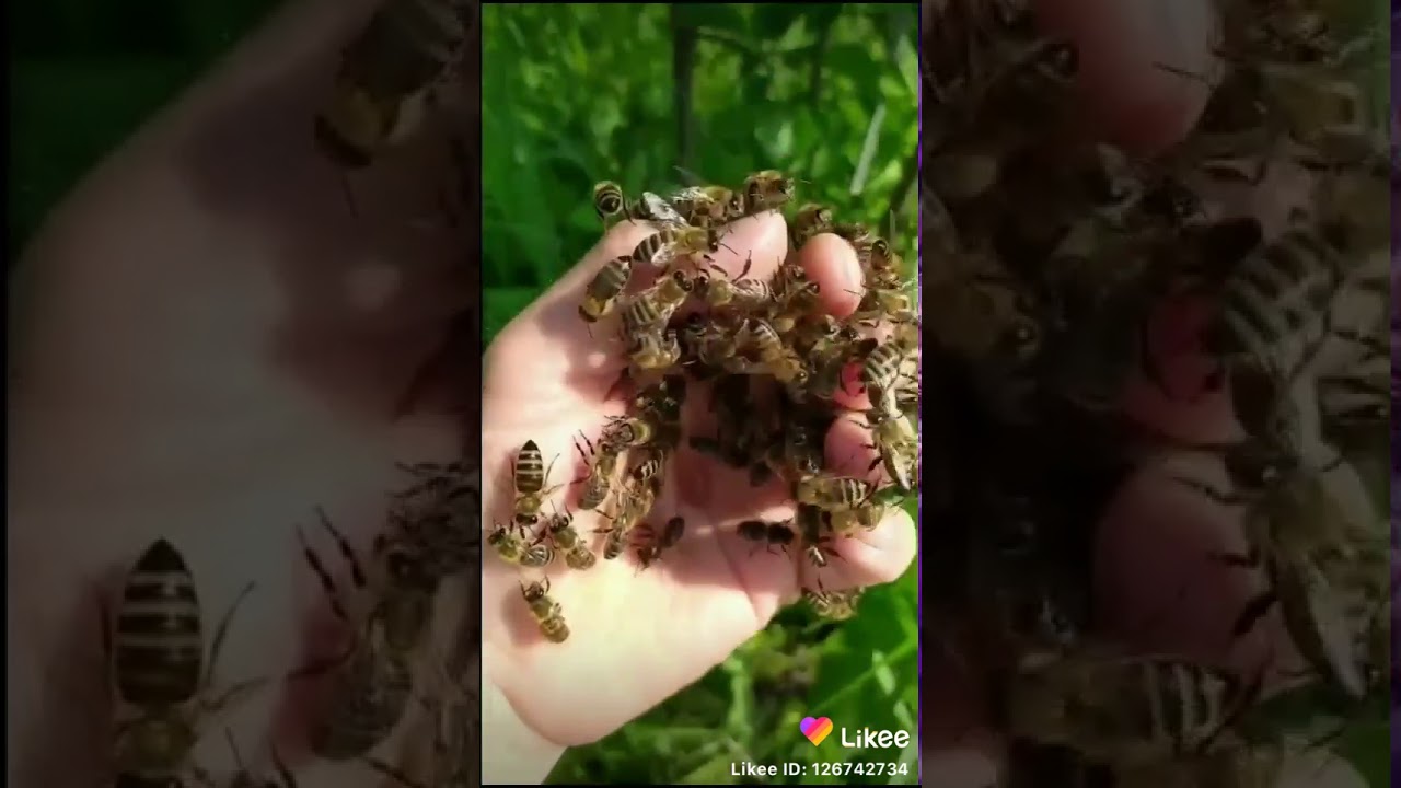 Пчелы облепили машину Пчелы облепили машину