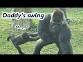 Gorilla dad djeeco toss jabali around  jabali