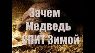 Почему медведи впадают в спячку ?