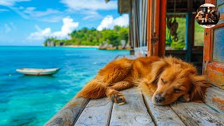 Music Piano View Beach Dogs Sleeping🐶 Relaxing Music Helps Relax The Mind When Working At Night