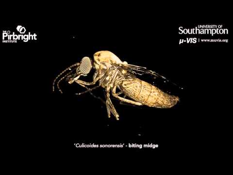 High resolution X-Ray CT imagining of a "Culicoides sonorensis" (a.k.a. biting midge)