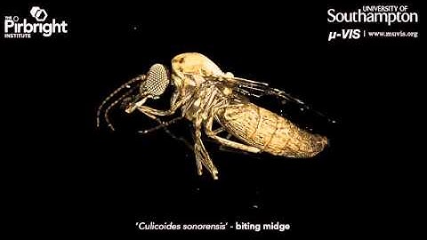 High resolution X-Ray CT imagining of a "Culicoides sonorensis" (a.k.a. biting midge)