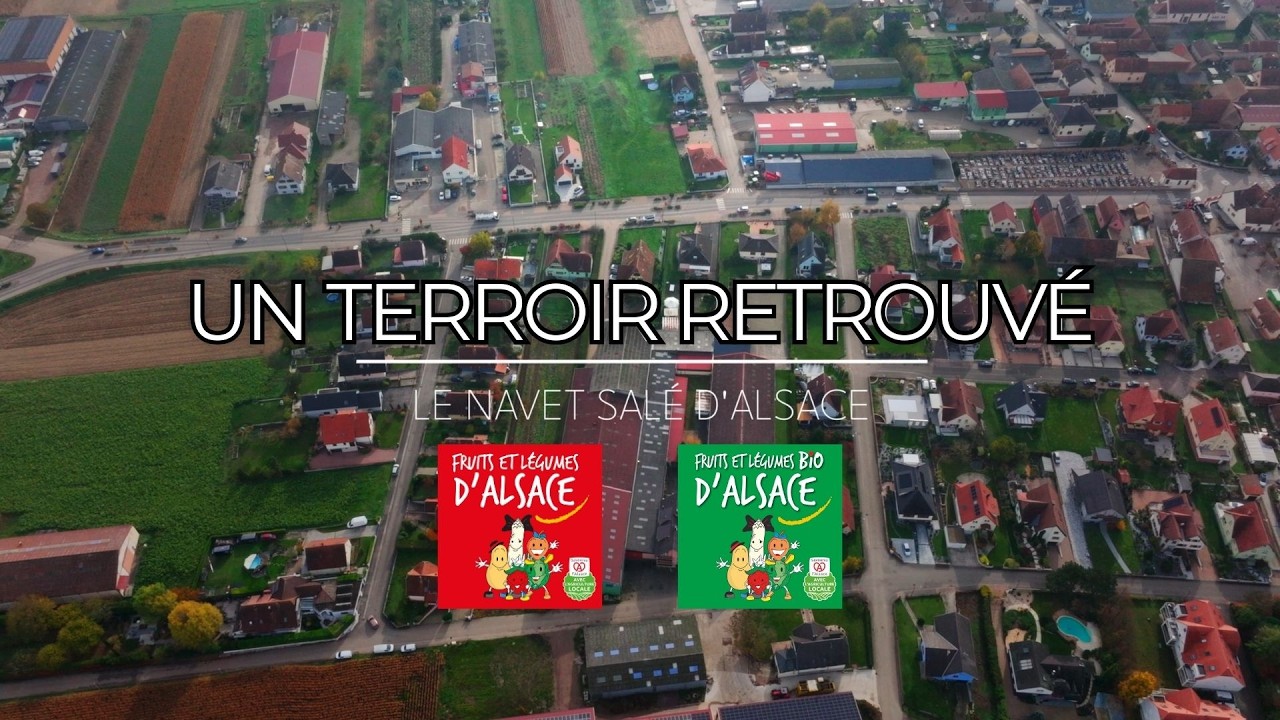 Un terroir retrouvé : e navet salé d'Alsace