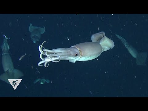 Decoding the secret language of Humboldt squid