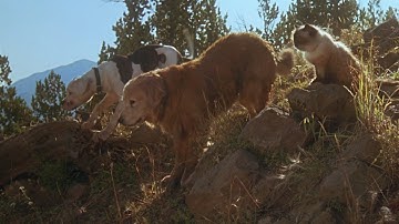 Homeward Bound - I Will Always Return (Remastered)