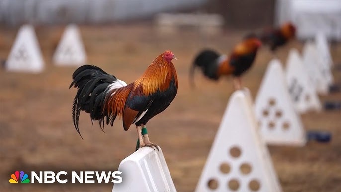 This Is Rooster Country Oklahoma Farmer Recalls Cockfighting Days