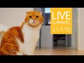 🔴21.7.18 LIVE 【SURI&NOEL】 수리노을 고양이들 생방송 😺📹