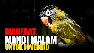 6 MANFAAT RITUAL MANDI MALAM LOVEBIRD
