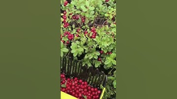 Alat Unik Pertanian Super Tepat Untuk Memetik Buah Dengan Cara Terbaik Super Mudah Dan Keren #Shorts