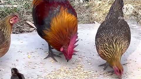 Noob qaib qus f2 tsibcuaj ibpeb pebib cuajtsib