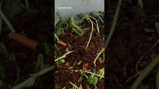 how to make compost shorts compost yt gardenideas trending