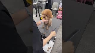 RESCUED BICHON POODLE  GENTLE GROOMING  #dog #care #respect #adorabledogs #shortsvideo