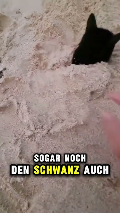 Diese Katze ist in den Sand verliebt! shorts YouTube