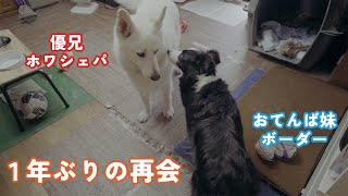 おてんばボーダーコリーを預かる事になったら、先住犬ホワイトシェパードはどうするのか…