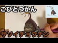 【こびとづかん】塗り絵【サソイチョウチン】