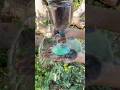 Survival Skills: Mom Shows How to Make 100% Good Soap and Water #camping # Survival #Skills