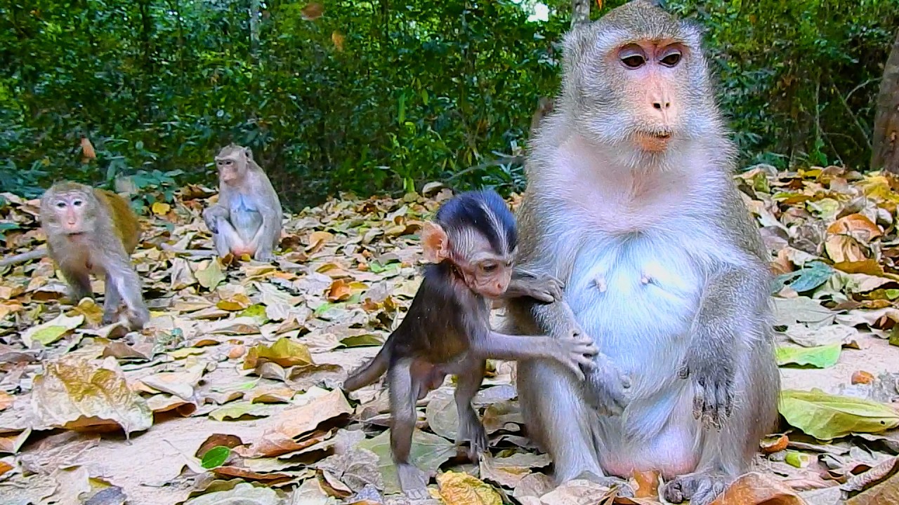 Daily Life Curious Baby Amina Need To Be Survival With Mom Anna Until Become Strongly