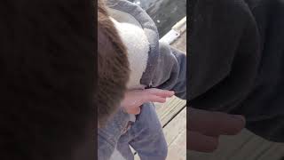 Cattail Seeds Explode